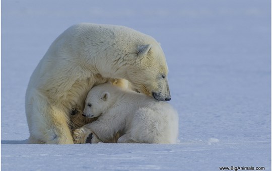 Polar Bears Adventure
